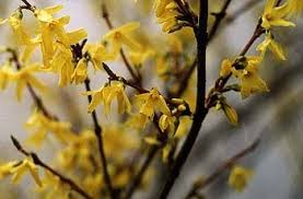Forsythia Forsythia Intermedia Also Known As Border Forsythia Or Lynwood Forsythia Early Spring Blooms In Flowering Trees Fantasy Landscape Forsythia