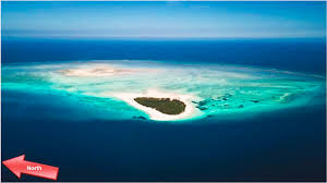 Image result for Pavetta stenosepala