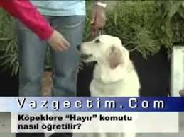 Kopeklere Hayir Komutu Nasil Ogretilir Youtube Youtube