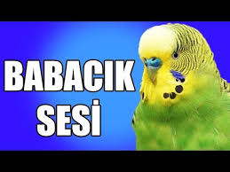 Askim Sesi Muhabbet Kusu Konusturma Egzersizi Kadin Sesiyle Youtube