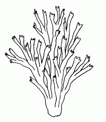 Corals Coloring Page Coloring Home Coral Drawing Coral Reef Drawing Ocean Plants