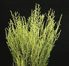 Image result for Stoebe