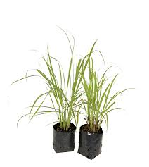 Image result for Cymbopogon