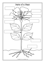 Parts of a flower worksheet. Parts Of A Plant Labelling Worksheets Sb12380 Sparklebox