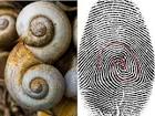 Resultado de imagem para spirals in nature