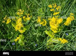 Image result for Chlorophytum perfoliatum