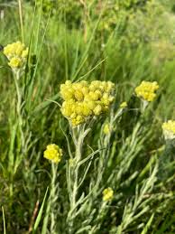 Image result for Adenostemma mauritianum