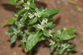 Image result for Nothosaerva