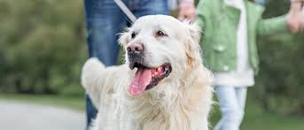 Bir Kopege Nasil Bakilir Royal Canin Royal Canin