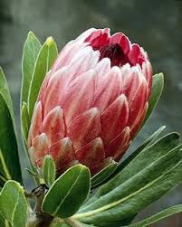 Image result for Protea welwitschii × angolensis