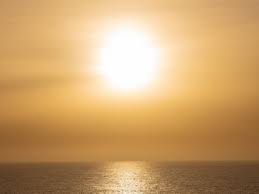 Image result for Blepharis sol