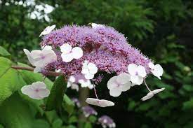 En Wikipedia Org Beautiful Hydrangeas Hydrangea Aspera Flowers