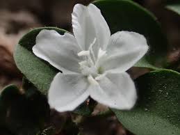 Image result for Evolvulus nummularius