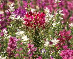 Image result for Cleome houtteana