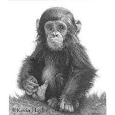 Wildlife Art Signed Print Pencil Drawing Sketch Ape Monkey B Pencil Drawings Of Animals Realistic Animal Drawings Animal Sketches