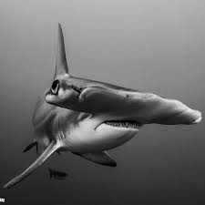 Black And White Shark Alan C Egan On Instagram Shark Week Continues Stay Hungry My Friends Natgeowild Natgeotv Natgeo Natgeotravel Ourp Hammerhead Shark Shark Photos Shark