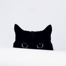 devana adli kullanicinin animals panosundaki pin kara kedi cok sirin hayvanlar cilgin disi kedi