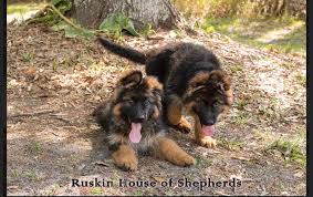 Ruskin House Of Shepherds Akc Registered German Shepherd