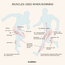 Some of these muscles have very similar names positioned on the front portion of the lower leg, the muscles of the extensor group are the tibialis anterior, extensor digitorum longus, and. What Muscles Does Running Work