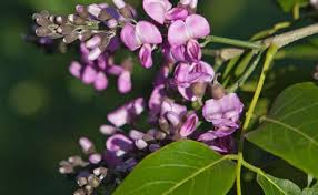 Image result for Lonchocarpus