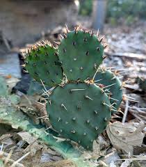 Image result for Opuntia