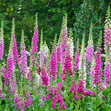 Biennial plants live for up to 2 years, flowering profusely in the 2nd year before setting seed. Buy Shade Perennials At Wholesale Price