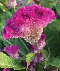 Pin On Gardening Flowers