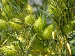 Image result for Gomphocarpus fruticosus