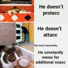 100 Funniest Cat Memes Ever Funniest Cat Memes Best Cat Memes Cat Memes