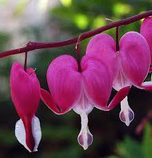 How To Care For Bleeding Heart Plants Bleeding Heart Flower Bleeding Heart Bleeding Heart Plant