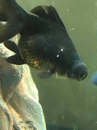 Mucormycosis, also called black fungus, typically strikes people with weakened immune systems , such as those with diabetes and the infection is caused by a group of molds called mucormycetes, which grow in soil and decaying organic matter. Goldfish Cysts Freshwater Fish Disease And Fish Health Forum 343812