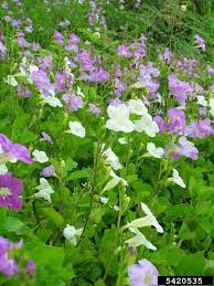 Image result for Asystasia guttata