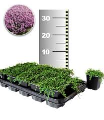 Thymus doerfleri bressingham seedling wuchsgröße: Langhaariger Gebirgs Thymian Top Qualitat Kaufen Baldur Garten