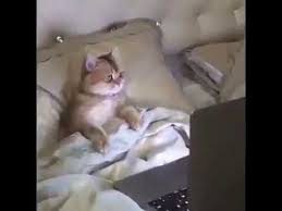 Filim Izleyen Kediler Mp4 3gp Flv Mp3 Video Indir
