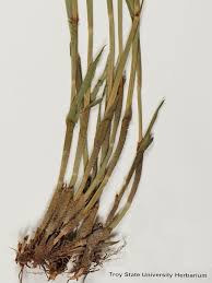 Image result for Fuirena stricta