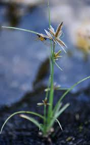 Image result for Pycreus flavidus