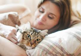 Kedi Kakasi Baltaciapart Com