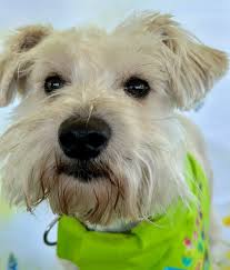 Animal Rescue League of...