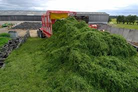 Alfalfa's are a plant with purple flower buds. When And How To Harvest Alfalfa Ecofarming Daily