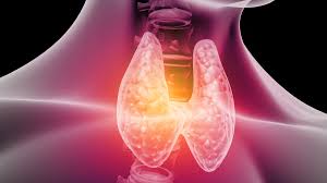 It consists of two lobes, one on calcitonin is secreted by the parafollicular cells of the thyroid gland. Thyroid 4 Natural Substances That Support This Important Gland