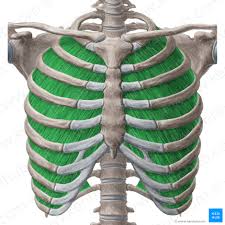 There are five muscles that make up the thoracic cage; Internal Intercostal Muscles Attachments Supply Action Kenhub