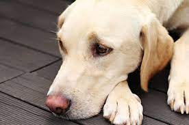 How To Treat Sudden Lethargy And Exercise Intolerance In Dogs