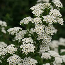 Learn more about monrovia plants and best practices for best possible plant performance. Wedding Cake Spirea Spiraea Nipponica Proven Winners
