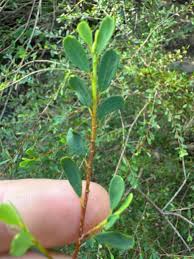 Image result for Erythroxylum emarginatum