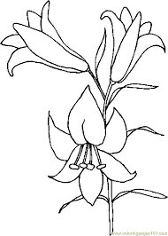 Plus, it's an easy way to celebrate each season or special holidays. Easter Lily Drawing Lily Coloring Page Flower Drawing Lilies Drawing Easter Drawings