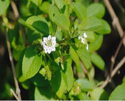 Image result for Lantana nivea