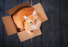 Combat characteristics edit viola katze is a versatile armanox with high defensive and offensive capabilities. Was Will Mir Meine Katze Sagen Katzen Vorsorge Check