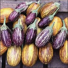 Beautiful Striped Eggplant Eggplant Seeds Organic Seeds Eggplant