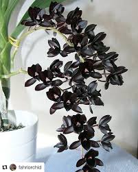 Maybe you would like to learn more about one of these? Anggrek Hitam Papua Keindahan Surgawi Yang Diperebutkan Dunia