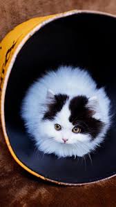 Ultra hd 4k wallpapers for desktop, laptop, apple, android mobile phones, tablets in high quality hd, 4k uhd, 5k, 8k uhd resolutions for free download. Tiny Cat Big Cup 4k Ultra Hd Mobile Wallpaper